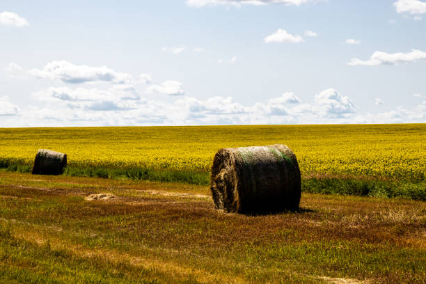 istock Hay bales in the field. Kneehill County, Alberta, Canada 1207822379