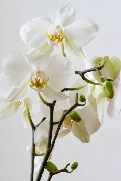 istock White lily flower on a white background 1207825750