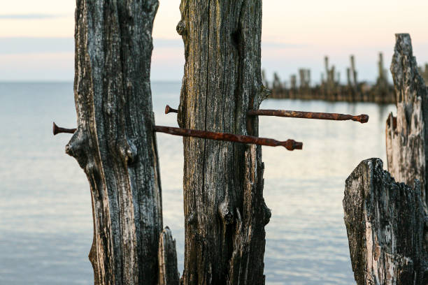 istock Old rusty nails in an old timber pile on a pier at a beach in a summer evening 1207826041