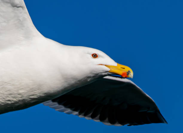 Closeup of seagull in flight