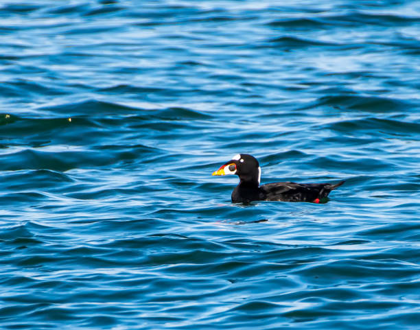 Surf scoter swimming in bay