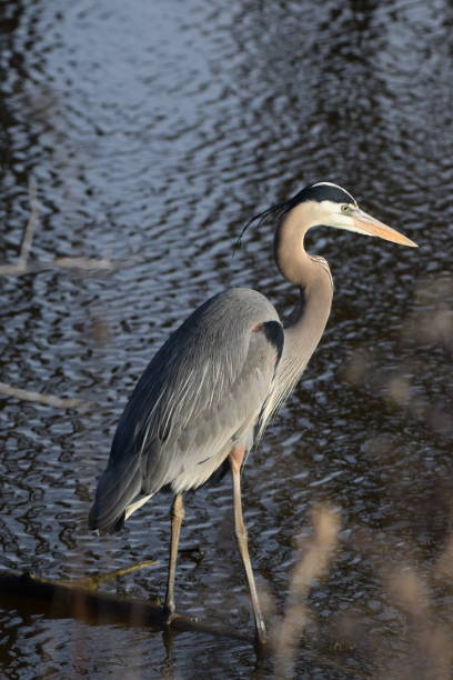istock Great blue heron wading in water 1207826898