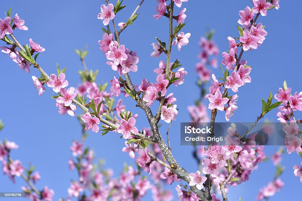 桃の花 - カラー画像のロイヤリティフリーストックフォト
