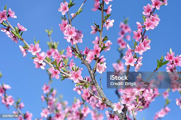 桃の花 - カラー画像のストックフォトや画像を多数ご用意 - カラー画像, ピンク色, プラム