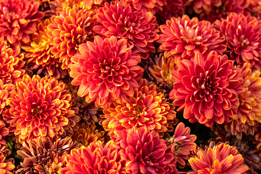 Flores de crisantemo naranja. Patrón floral, fondo. Tarjeta de felicitación, flor de la naturaleza. Fondo de pantalla de flores. Temporada de otoño. photo