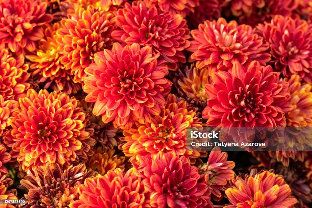 Flores De Crisantemo Naranja Patrón Floral Fondo Tarjeta De Felicitación Flor De La Naturaleza Fondo De Pantalla De Flores Temporada De Otoño Foto de stock y más banco de imágenes de Flor - Flores De Crisantemo Naranja Patrón Floral Fondo Tarjeta De Felicitación Flor De La Naturaleza Fondo De Pantalla De Flores Temporada De Otoño Foto de stock y más banco de imágenes de Flor -