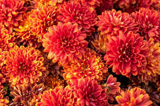 flores de crisantemo naranja. patrón floral, fondo. tarjeta de felicitación, flor de la naturaleza. fondo de pantalla de flores. temporada de otoño. - crisantemo fotografías e imágenes de stock