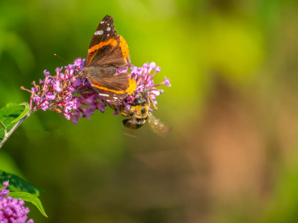 istock Red admiral butterflu in summer 1207828900