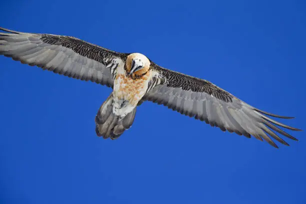 Photo of An adult Bearded vulture soaring at high altitude in front of a blue sky in the Swiss Alps.