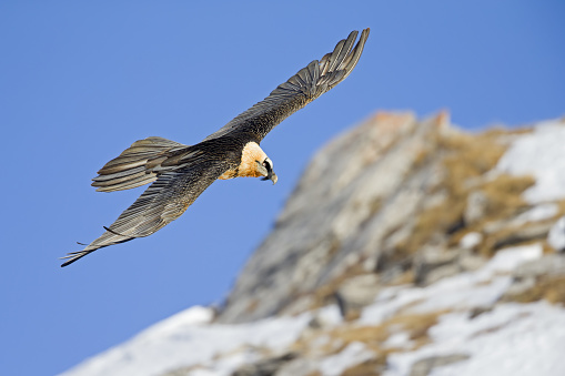 An adult Bearded vulture soaring at high altitude infront of a blue sky in the Swiss Alps. Seeing the bird from underneath from high altitude.