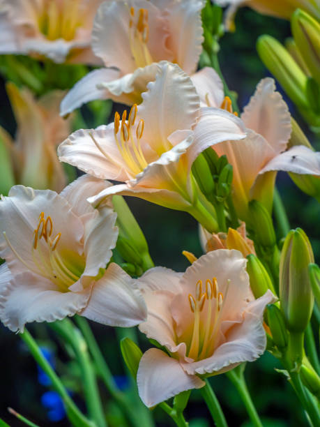 istock Daylily in garden in summer 1207829659
