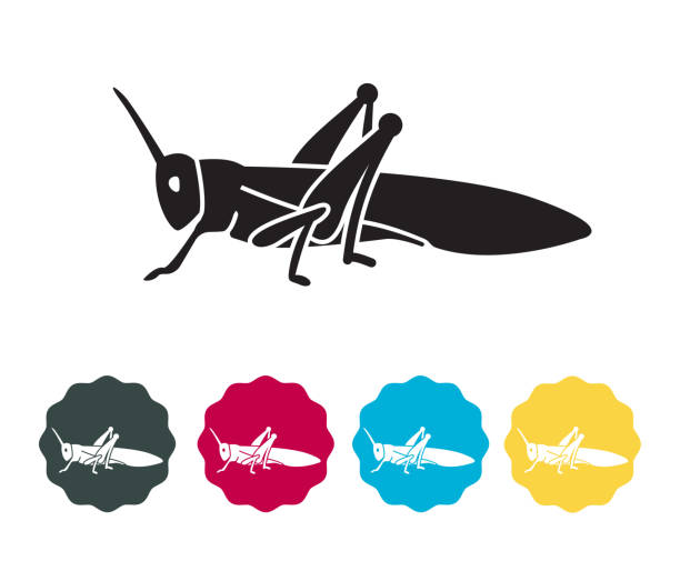 illustrazioni stock, clip art, cartoni animati e icone di tendenza di locusta grandi insetti erbivori - icona - locust swarm of insects insect group of animals