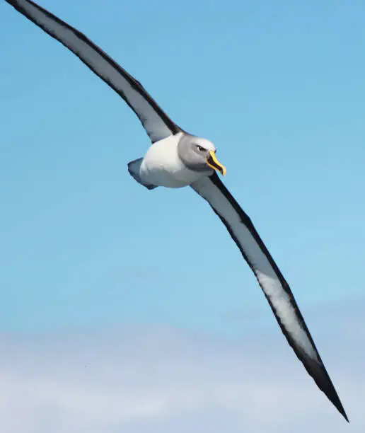 A small albatross species easily identified by the yellow and black bill.