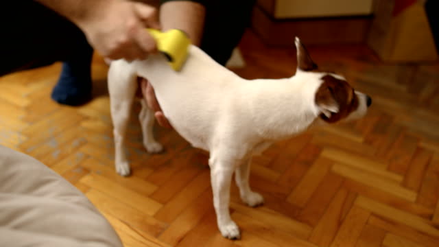 Furry Jack Russell dog in the living room SHEDDING HAIR DURING MOLT SEASON