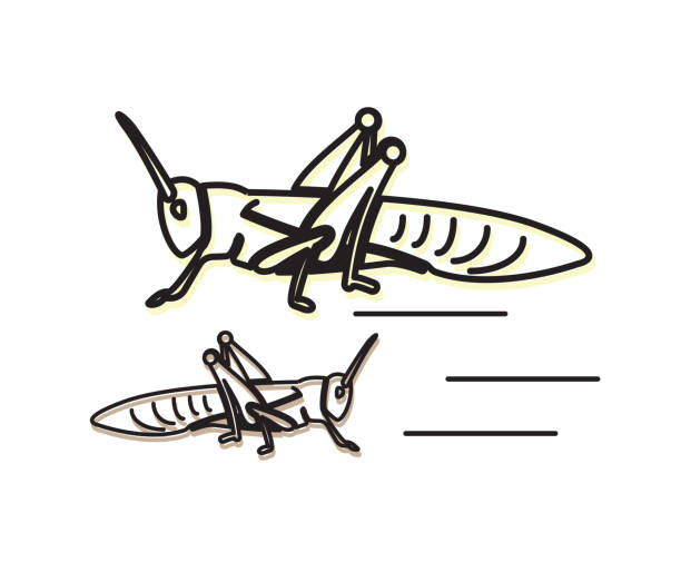 illustrazioni stock, clip art, cartoni animati e icone di tendenza di locusta grandi insetti erbivori - icona - locust epidemic grasshopper pest