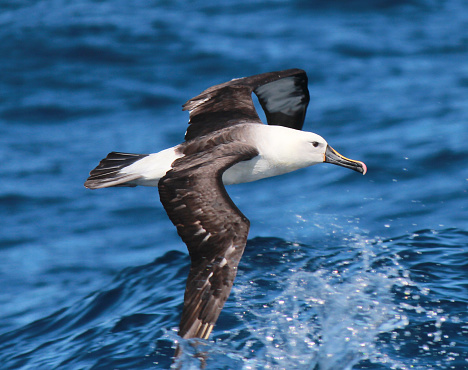 Large, distinctive albatross with beautiful colourings.