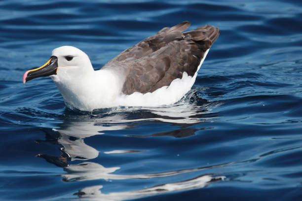 istock Eastern Yellow-nosed Albatross 1207830950