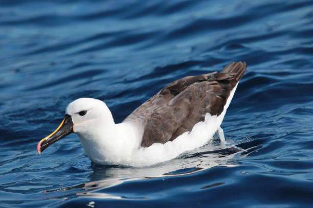 istock Eastern Yellow-nosed Albatross 1207830952