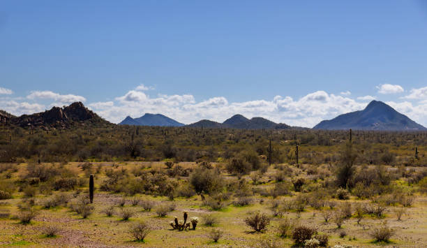 istock Saguaro and snow covered Sonoran Desert 1207830970