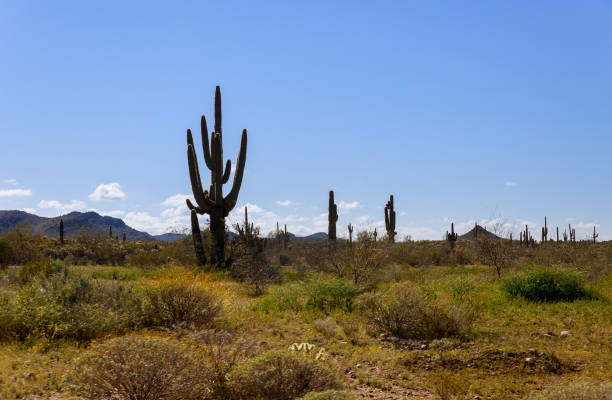 istock A large, cactus out in a valley filled with cactus in the desert mountains 1207830973