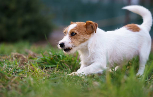 istock The puppy eats a bone outside. Dog Jack Russell Terrier. 1207831035