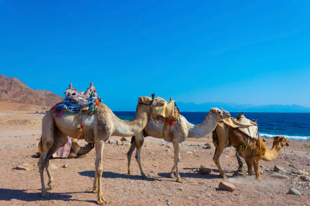 istock Camels on the beach yellow sand and blue sky 1207831049