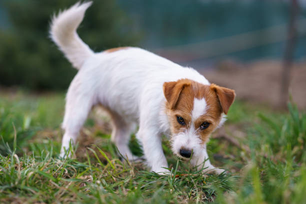 istock The puppy eats a bone outside. Dog Jack Russell Terrier. 1207831077