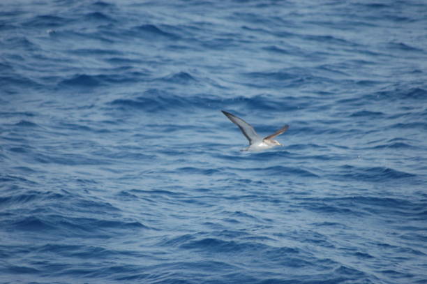 istock The scopoli puffin 1207831291