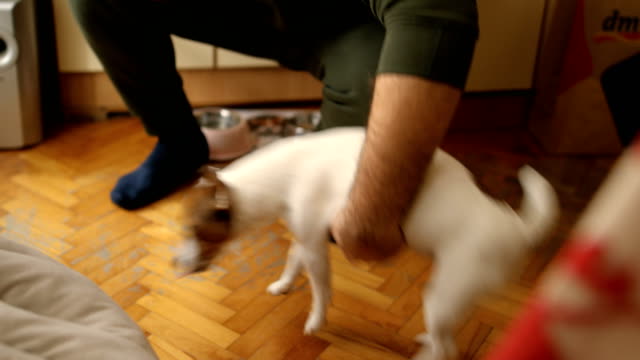 Furry Jack Russell dog in the living room SHEDDING HAIR DURING MOLT SEASON