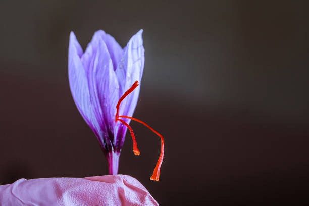 safranblüte in der hand frisch geschnitten. - flower spring field nature stock-fotos und bilder