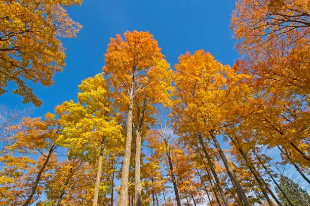 Dramatic Trees Showing Off Their Fall Colors near Gaylord, Michigan