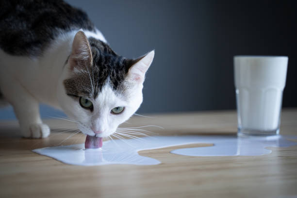 istock cat licking milk spilled on a table from a glass 1207832314