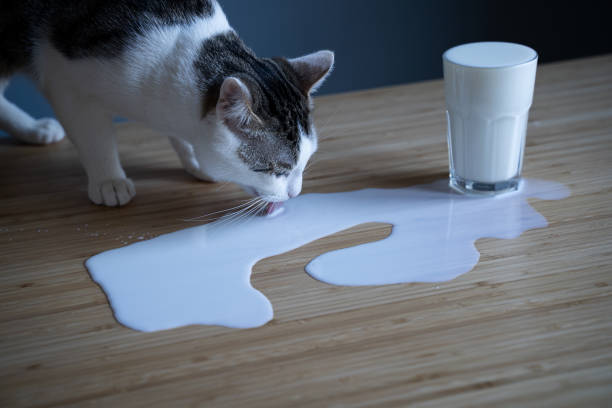 cat licking milk spilled on a table from a glass