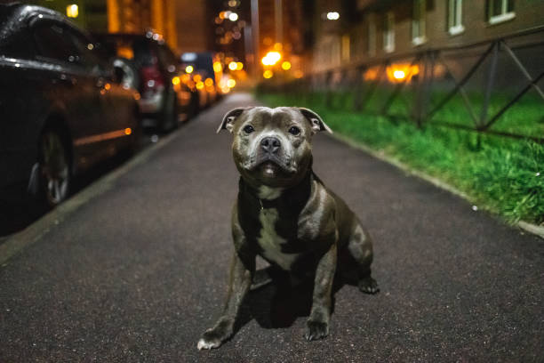 istock Kind American Staffordshire Terrier sitting on asphalt 1207832583