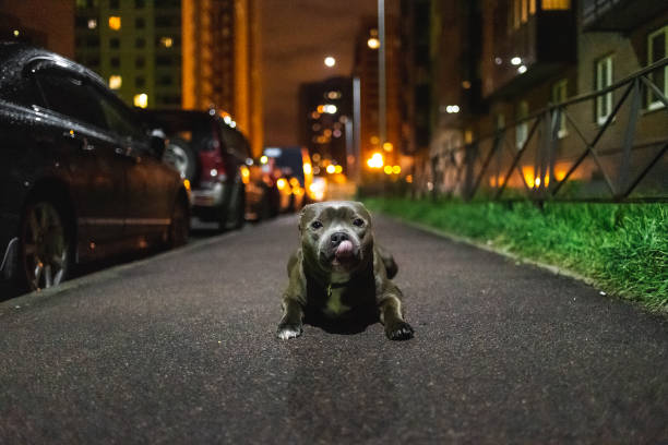 istock Kind American Staffordshire Terrier sitting on asphalt 1207832595