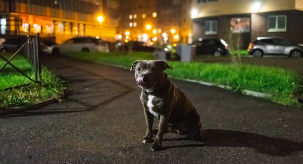 istock Kind American Staffordshire Terrier sitting on asphalt 1207832602