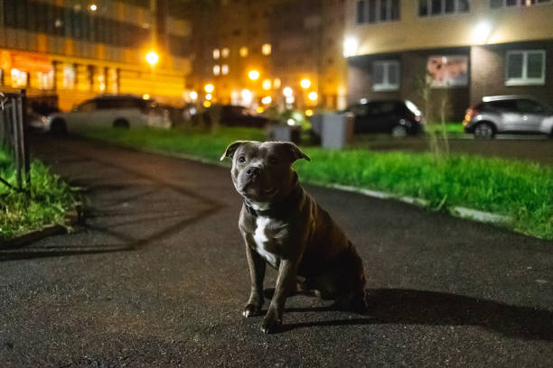 istock Kind American Staffordshire Terrier sitting on asphalt 1207832619