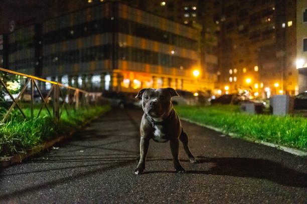 istock Kind American Staffordshire Terrier sitting on asphalt 1207832634