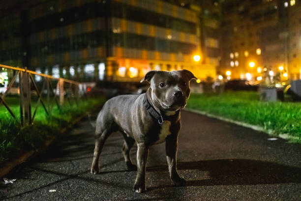 istock Kind American Staffordshire Terrier sitting on asphalt 1207832639