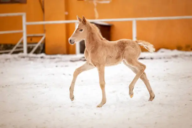 Photo of Cute little red colt runs through the snow on the ranch