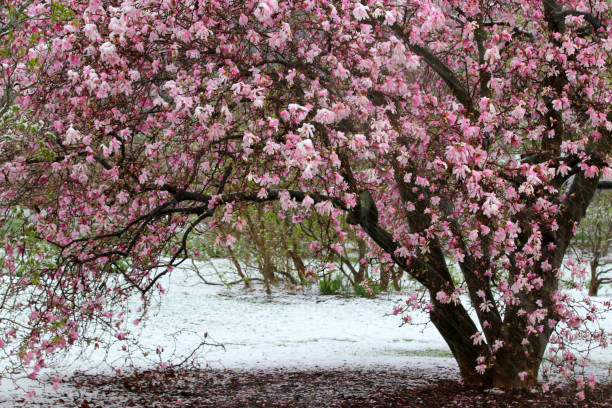 istock Spring time nature background with snowy garden. 1207834360
