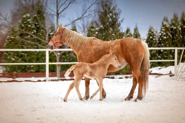 Cute newborn foal is standing with his mom in the snow Cute newborn red foal is standing with his red mom with a horse in the snow in the white paddock newborn horse stock pictures, royalty-free photos & images