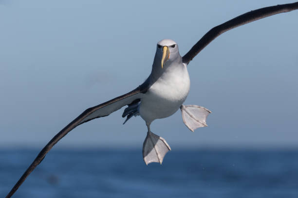 살빈의 몰리막 알바트로스 - albatross 뉴스 사진 이미지