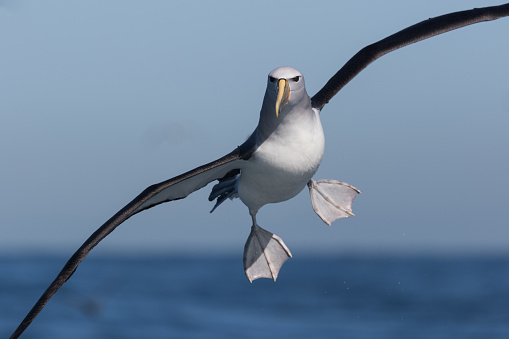 Common mollymawk of New Zealand with distinctive grey head.