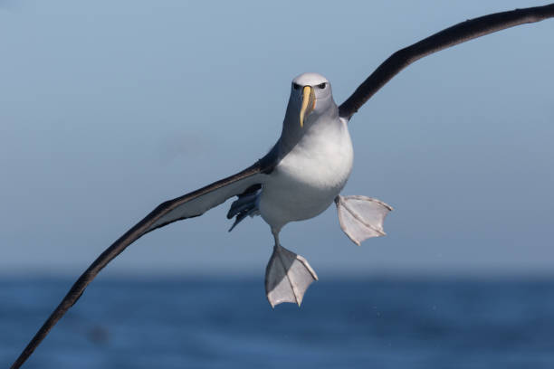 Salvin's Mollymawk Albatross - thalassarche salvini Common mollymawk of New Zealand with distinctive grey head. mollymawk photos stock pictures, royalty-free photos & images