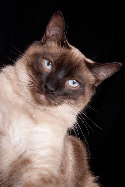istock Portrait of a Siamese Cat with blue eyes 1207836895