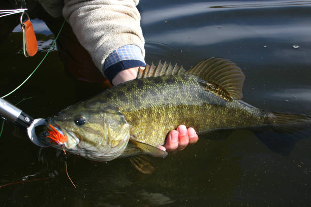istock Smallmouth Bass 1453 1207838269