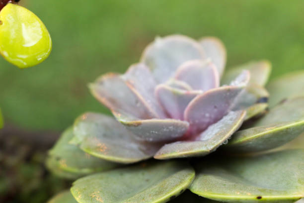istock Ghost plant succulents with water drops 1207841929