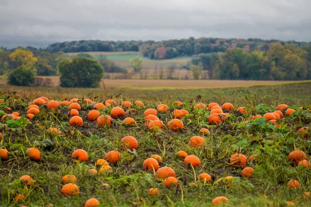 A field of ripe pumpkins in the rural countryside in Autumn stock photo