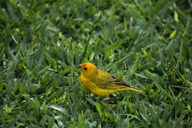 The real canary Sicalis flaveola, is a bird admired for its strong and cracked song and for this reason it is often imprisoned as a captive bird, it feeds on seeds on the ground and insects. It lives in dry fields, fields of culture and caatinga, edges of forests, areas of cerrado, natural fields, abandoned pastures, plantations and grassy gardens, being more numerous in arid regions.
